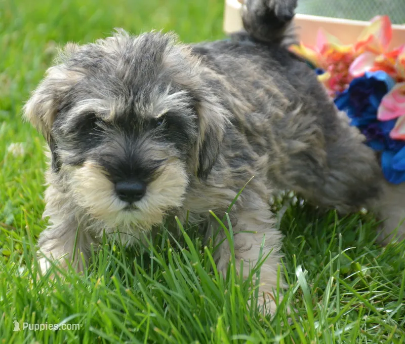 Marty Mini Schn M2 – Miniature Schnauzer puppy for sale in Kendallville, IN