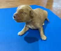 Gizmo GR M5, a male Golden Retriever for sale in Kendallville, IN – 1 of 1