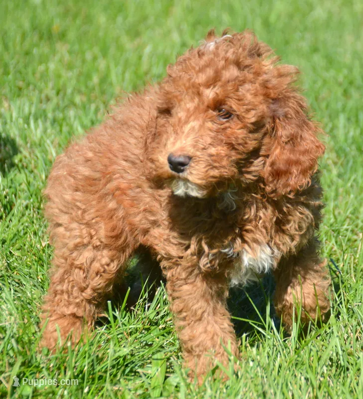 Pepe Mini Poodle M2-5 – Poodle - Miniature  puppy for sale in Kendallville, IN