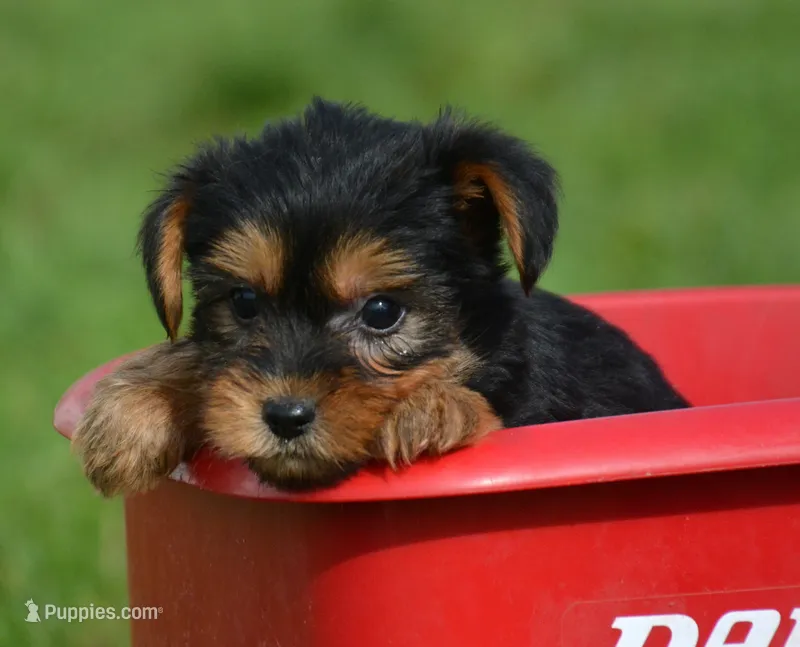 Yvonne Yorkie FM4 – Yorkshire Terrier puppy for sale in Kendallville, IN