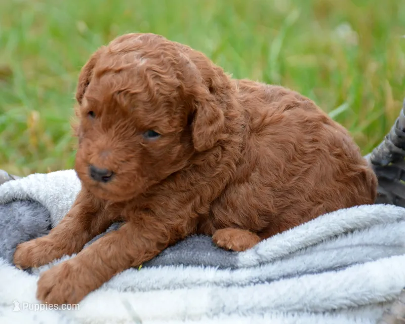 Pete Mini Poodle Ml1 – Poodle - Miniature  puppy for sale in Kendallville, IN
