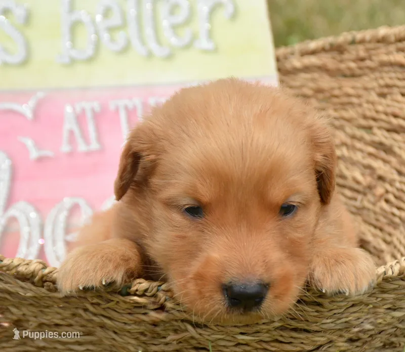George GR M6 – Golden Retriever puppy for sale in Kendallville, IN