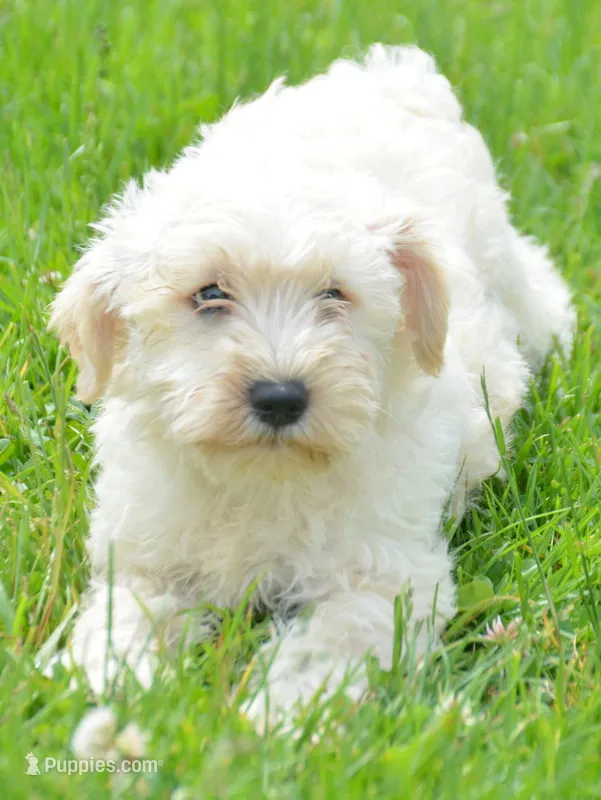 Mollie Mini Schn – Miniature Schnauzer puppy for sale in Kendallville, IN