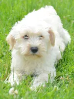Mollie Mini Schn, a female Miniature Schnauzer for sale in Kendallville, IN – 1 of 8