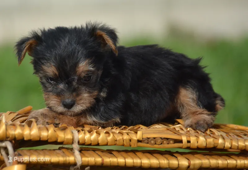 Yuri Yorkie ML2 – Yorkshire Terrier puppy for sale in Kendallville, IN
