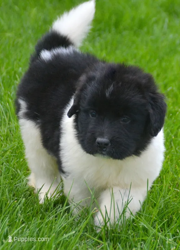 Nala Newfie FM3 – Newfoundland puppy for sale in Kendallville, IN