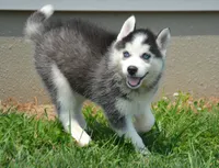 Harper Husky FM 2, a female Siberian Husky for sale in Kendallville, IN – 1 of 8