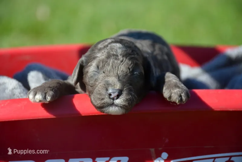 Charlie Mini Cockapoo – Cockapoo puppy for sale in Kendallville, IN