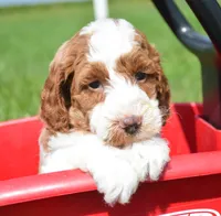 Peggy Mini Poodle F2-8 , a female Poodle - Miniature  for sale in Kendallville, IN – 1 of 1