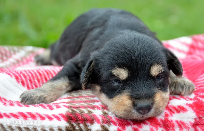 Yoda Yorkie ML1 – Yorkshire Terrier puppy for sale in Kendallville, IN