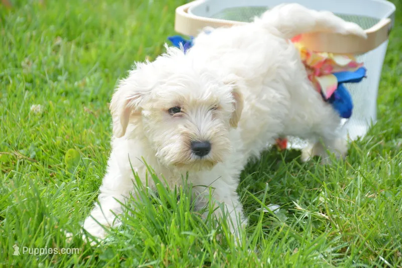 Mollie Mini Schn – Miniature Schnauzer puppy for sale in Kendallville, IN