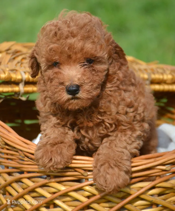 Penny Mini Poodle F3 – Poodle - Miniature  puppy for sale in Kendallville, IN