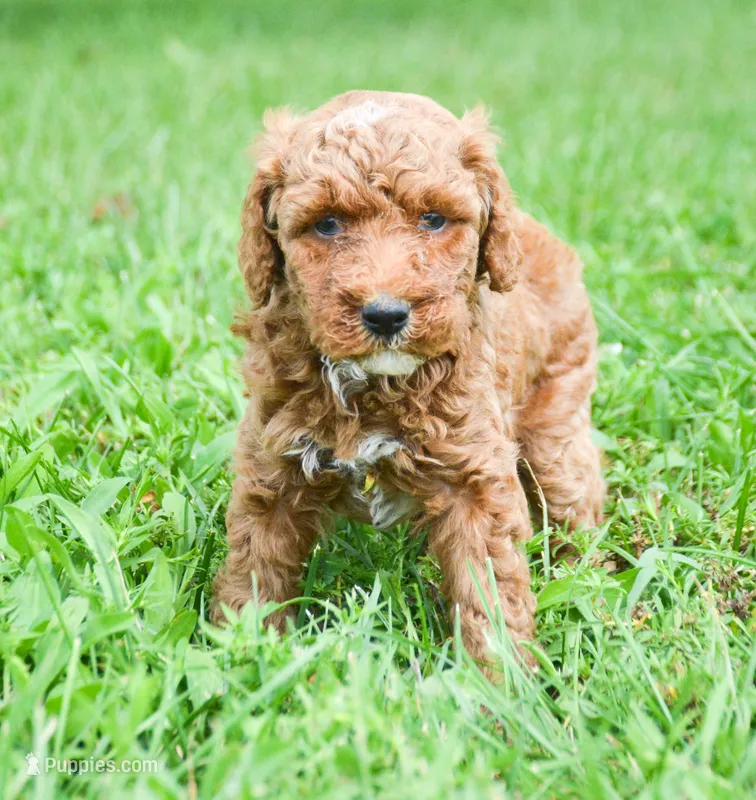 Portia Mini Poodle F2-7 – Poodle - Miniature  puppy for sale in Kendallville, IN
