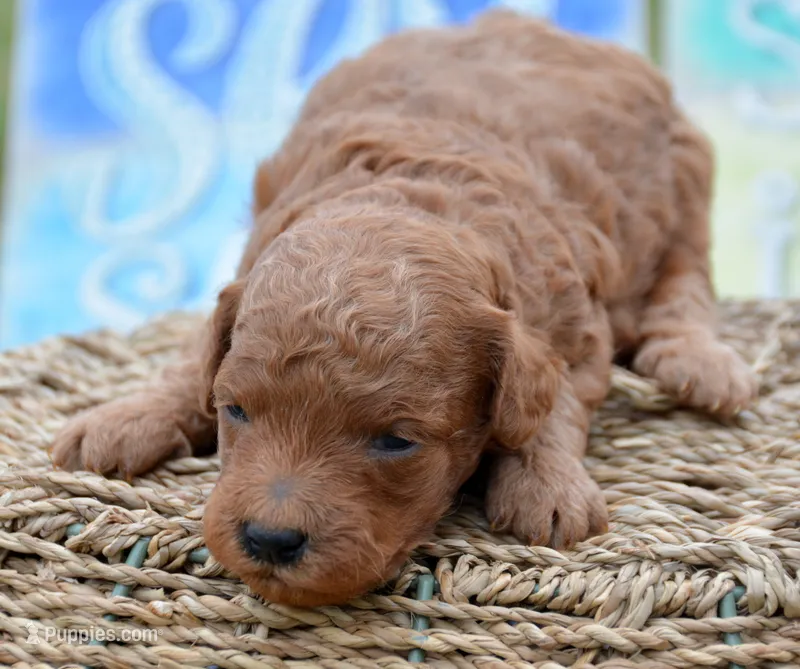 Penny Mini Poodle F3 – Poodle - Miniature  puppy for sale in Kendallville, IN