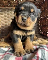 processed/599bd05d-55d1-4fbb-98d1-df9b57296036/listing/1ec7c161-1bf8-4c40-b2a9-1a12d5851ffa/9044e20b-adff-448d-b4a7-8c17fe2f7ab4