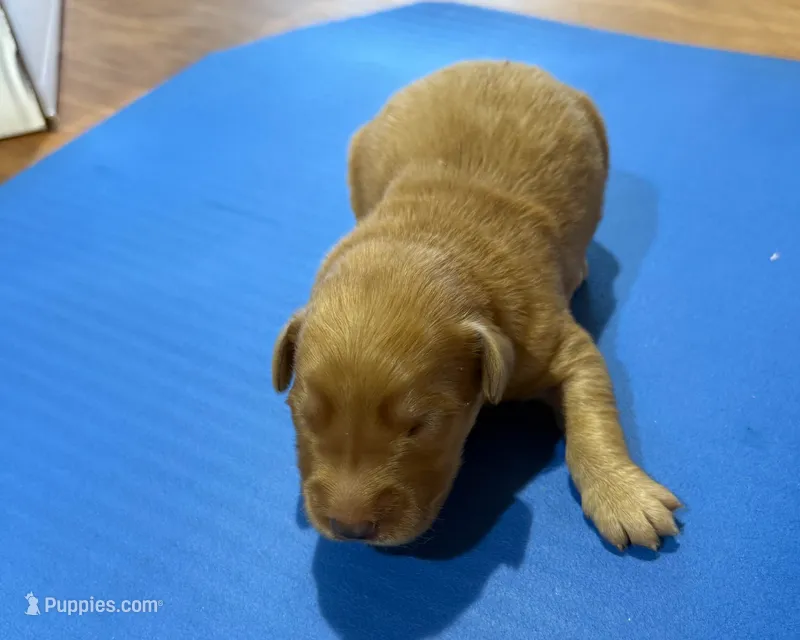 Grant GR M7 – Golden Retriever puppy for sale in Kendallville, IN