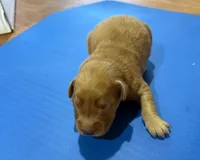 Grant GR M7, a male Golden Retriever for sale in Kendallville, IN – 1 of 1