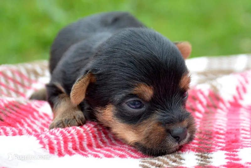 Yuri Yorkie ML2 – Yorkshire Terrier puppy for sale in Kendallville, IN