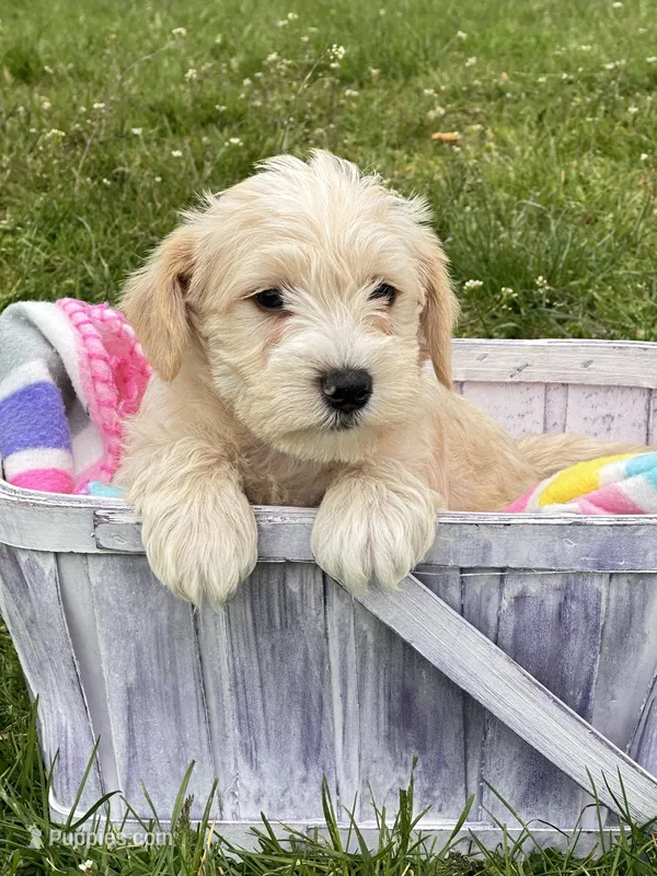 Maverick Mini Schn M3 – Miniature Schnauzer puppy for sale in Kendallville, IN