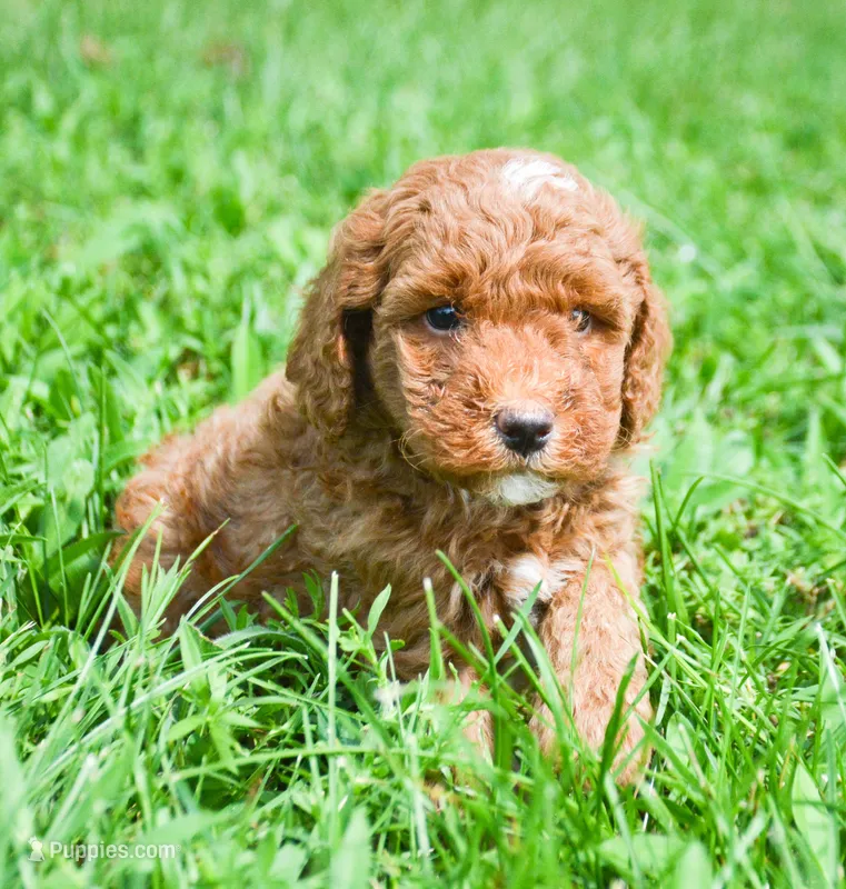 Pepe Mini Poodle M2-5 – Poodle - Miniature  puppy for sale in Kendallville, IN