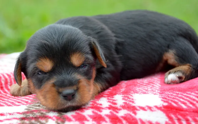 Yvette Yorkie FM3 – Yorkshire Terrier puppy for sale in Kendallville, IN