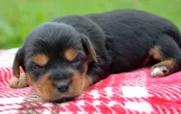 Yvette Yorkie FM3, a female Yorkshire Terrier for sale in Kendallville, IN – 5 of 6
