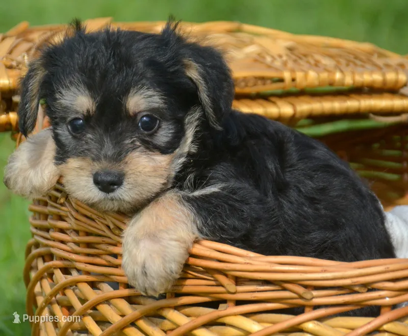 Yoda Yorkie ML1 – Yorkshire Terrier puppy for sale in Kendallville, IN