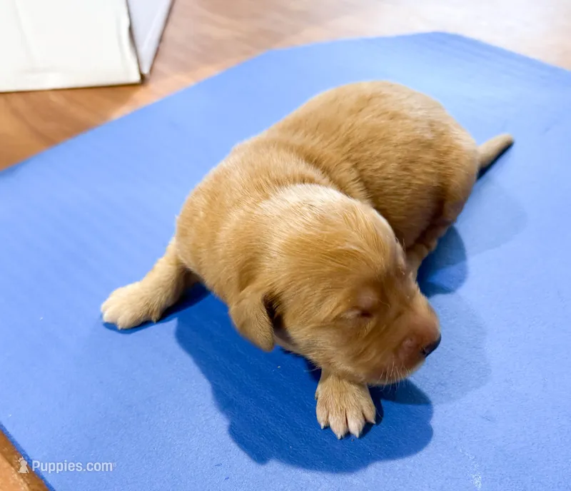 Gus GR M2 – Golden Retriever puppy for sale in Kendallville, IN
