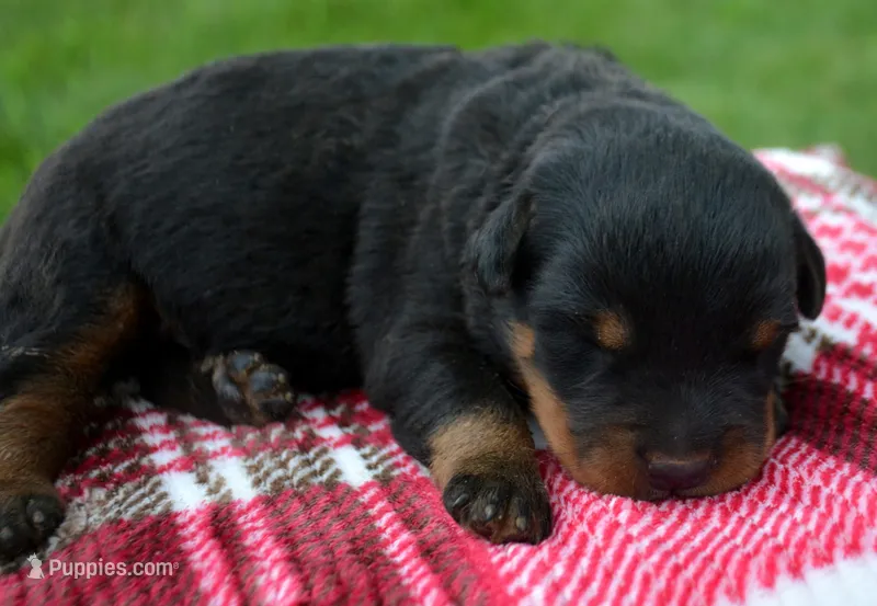 Baxter Rott ML 3 – Rottweiler puppy for sale in Kendallville, IN