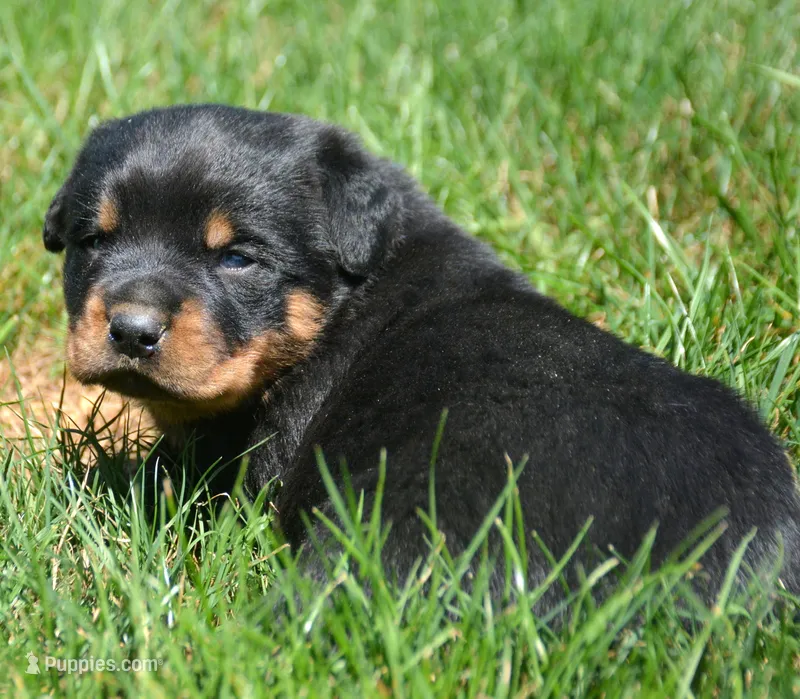 Brutis Rott ML 2 – Rottweiler puppy for sale in Kendallville, IN
