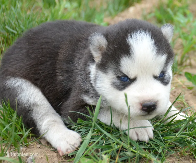 Harper Husky FM 2 – Siberian Husky puppy for sale in Kendallville, IN