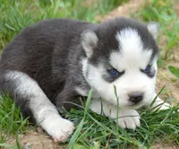 Harper Husky FM 2, a female Siberian Husky for sale in Kendallville, IN – 1 of 2
