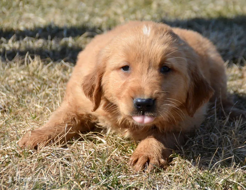 Gordon Golden ML 3-3 – Golden Retriever puppy for sale in Kendallville, IN