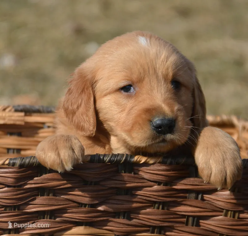 Gordon Golden ML 3-3