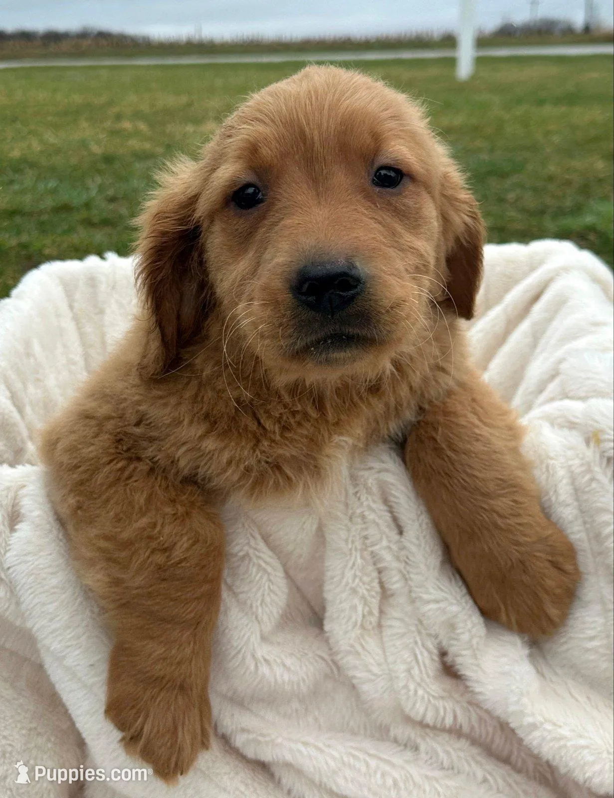 Gordon Golden ML 3-3 – Golden Retriever puppy for sale in Kendallville, IN