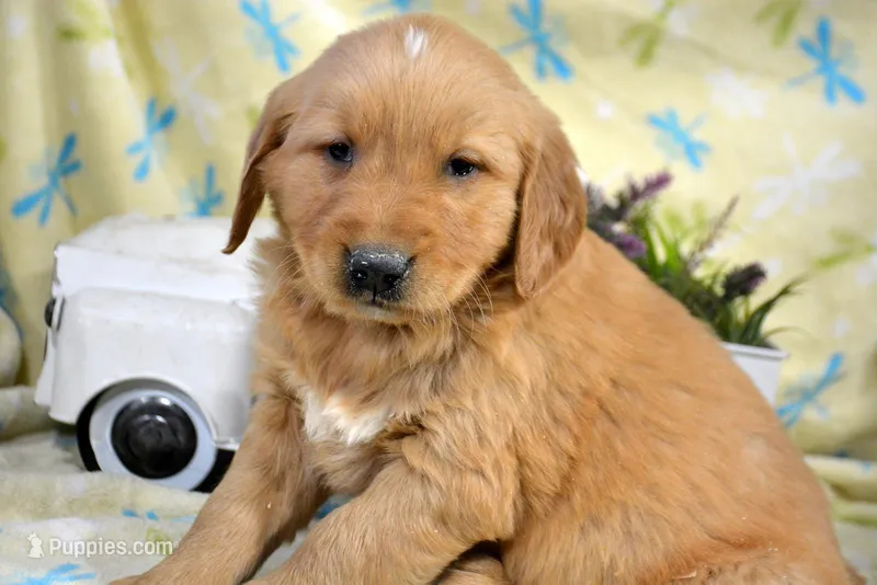 Gordon Golden ML 3-3