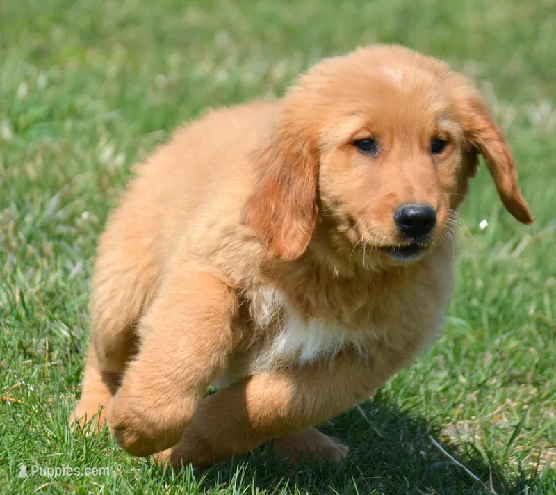 Gordon Golden ML 3-3 – Golden Retriever puppy for sale in Kendallville, IN