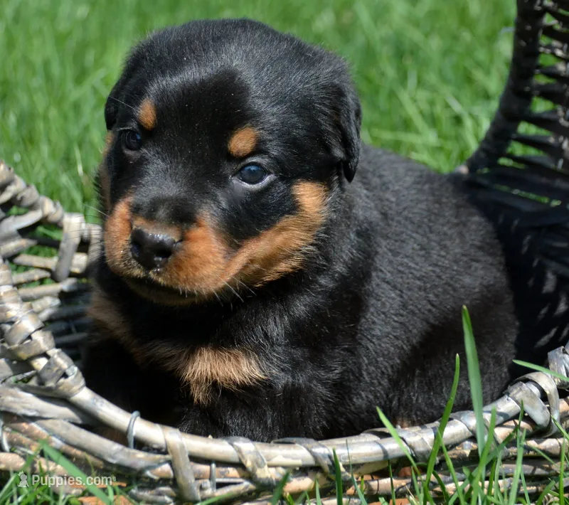 Baxter Rott ML 3 – Rottweiler puppy for sale in Kendallville, IN