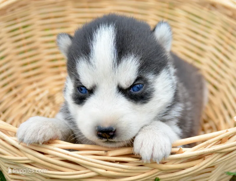 Halie Husky FM 4 – Siberian Husky puppy for sale in Kendallville, IN