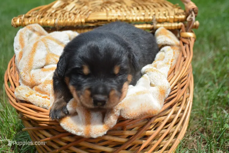 Brutis Rott ML 2 – Rottweiler puppy for sale in Kendallville, IN