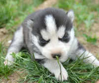 Halie Husky FM 4, a female Siberian Husky for sale in Kendallville, IN – 2 of 2