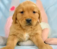 Golden Male 1, a male Golden Retriever for sale in Kendallville, IN – Photo 3 of 3