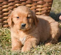 Grant Golden Male 1, a male Golden Retriever for sale in Kendallville, IN – Photo 1 of 4