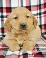 Golden Male 1, a male Golden Retriever for sale in Kendallville, IN – Photo 1 of 3