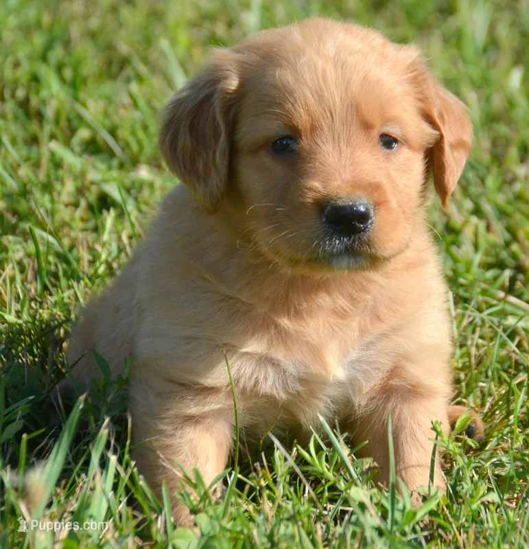 Gordy GR M6 – Golden Retriever puppy for sale in Kendallville, IN
