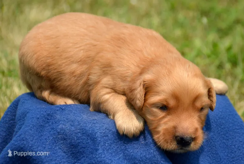 Grant GR M7 – Golden Retriever puppy for sale in Kendallville, IN