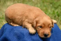 Grant GR M1, a male Golden Retriever for sale in Kendallville, IN – 5 of 6