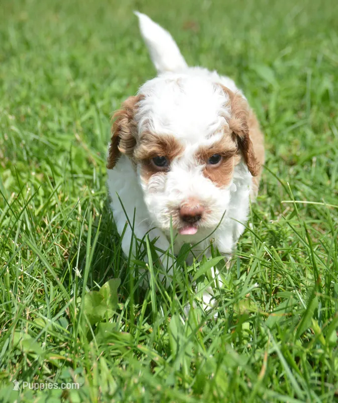 Paul Mini Poodle M2-1 – Poodle - Miniature  puppy for sale in Kendallville, IN