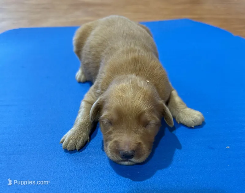 Gary GR M4 – Golden Retriever puppy for sale in Kendallville, IN