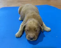 Gary GR M4, a male Golden Retriever for sale in Kendallville, IN – 1 of 1